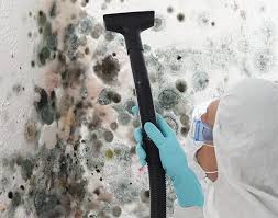 Why You Should Choose Our Mold Remediation Services in League City, TX